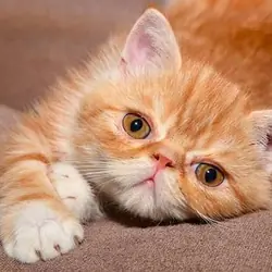 Exotic Shorthair Kittens For Sale