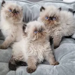 Himalayan Kittens For Sale