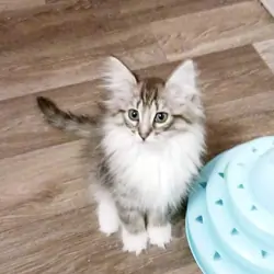 Norwegian Forest cat Kittens For Sale