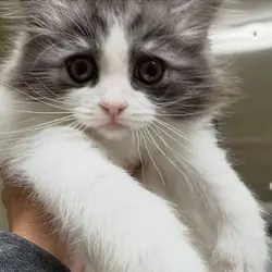 Ragamuffin Kittens For Sale