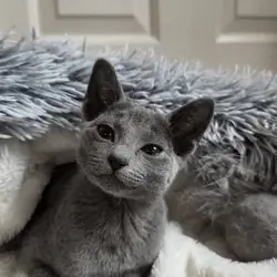 Russian Blue Kittens For Sale