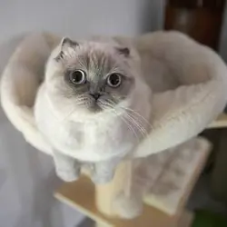 Scottish Fold Kittens For Sale