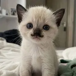 Siamese Kittens For Sale