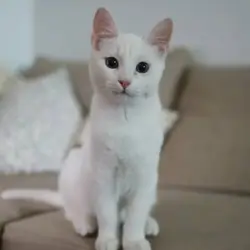 Singapura Kittens For Sale