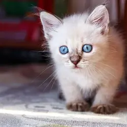 Tonkinese Kittens For Sale