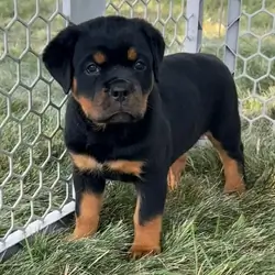 11-Week-Old Rottweiler Puppies