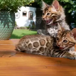 Meet Our Beautiful 3-Month-Old Bengal Kittens