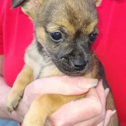 Chihuahua puppy