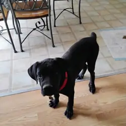 Cane Corso Puppy big baby, playful, friendly