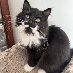 Tuxedo Siberian girl
