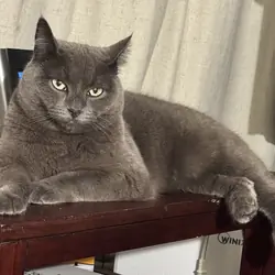 Russian blue cat