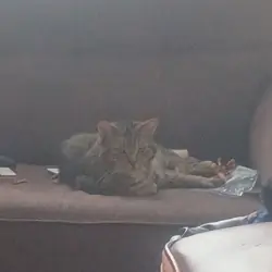 3 male cats