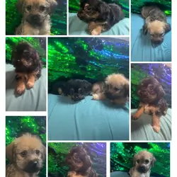 Allergies??!! I have a puppy for you.!!!