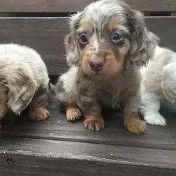 Nelly is an adorable little male Dachshund puppy w