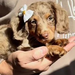 Dora Female dachshund puppy