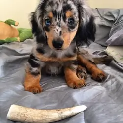 Jack-Male Dachshund puppy