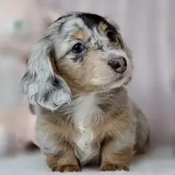Tracey-Female Dachshund puppy