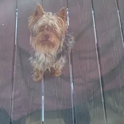 Yorkie