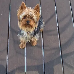 Yorkie