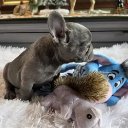 AKC BLUE FRENCH BULLDOG