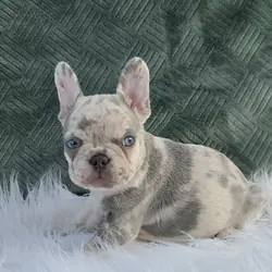 AKC FRENCH BULLDOG
