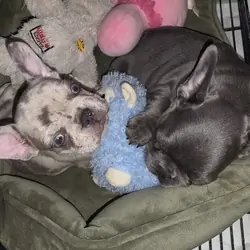 AKC FRENCH BULLDOG