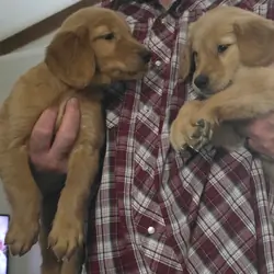 Golden Retriever PuppiesWe have adorable Golden Re