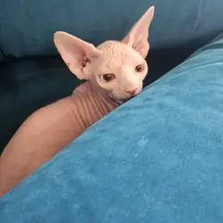 Sphynx Kitten Girl