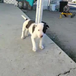 Pitbull puppy