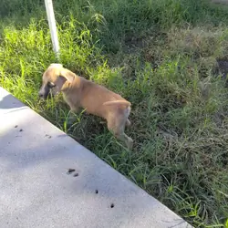 Male Pitbull puppy