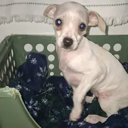 Female deerhead Chihuahua-terrier mix — 7.5 weeks