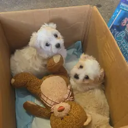 affectionate Shih-Tzu Puppies