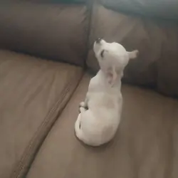 Cute white chihuahua