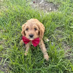 Dogs and puppies