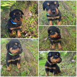 Full blood AKC Rottweiler puppies
