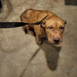 Beautiful Pitbull Mix