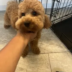 10 month toy poodle