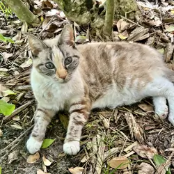 Gentle adult cat, outdoor/litter box trained