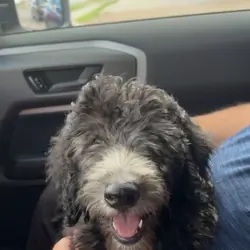 Male Goldendoodle F1b