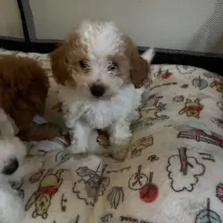 Toy poodle