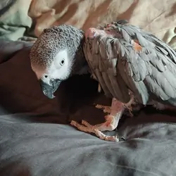 African Grey