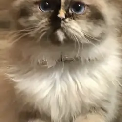 Female persian cat