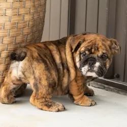 AKC English bulldog female pup in Indiana (Bella)