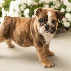 AKC english bulldog female pup in Indiana (Beauty)