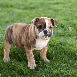 AKC english bulldog female pup in Indiana (Beauty)