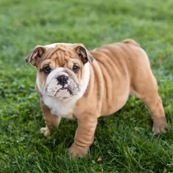 AKC english bulldog female pup in Indiana (Bailey)