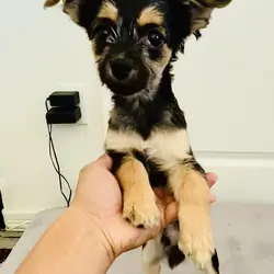 Adorable Pin-Tzu / Maltipoo Puppy