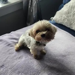 Adult Yorkie