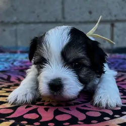 Yorkipoo puppies