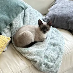 6 month old Blue Point Siamese